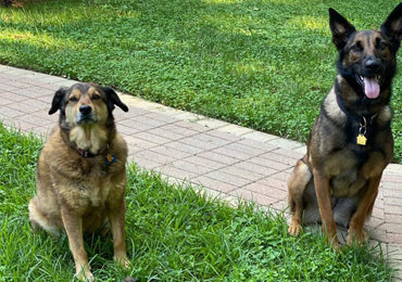 Off Leash Package (OLP)