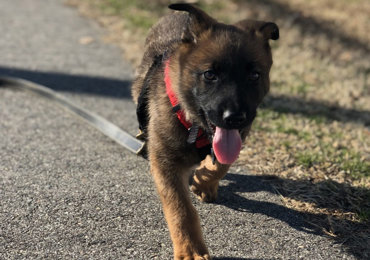 Puppy Training